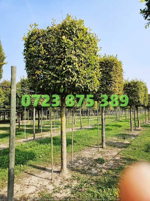 Plante de Calitate Premium – Certificare Vizuală prin Imagini Reale