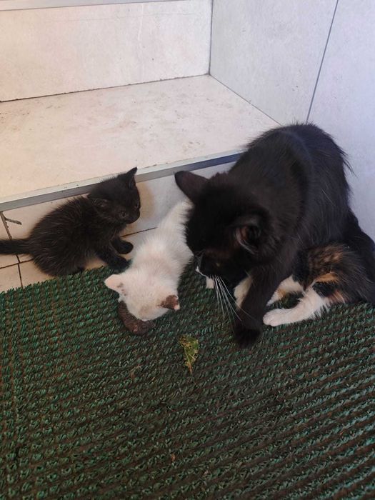 Отдам котят в хорошие руки