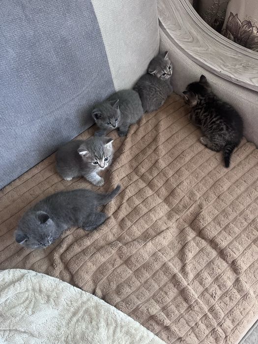 Продам котят британцев