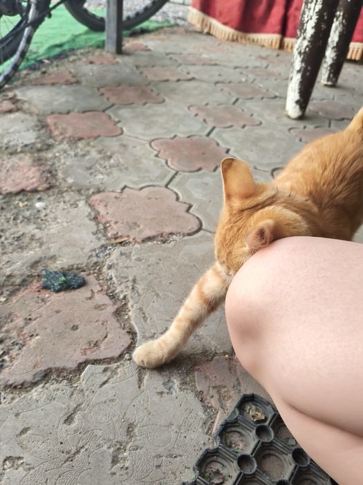 Отдам в добрые руки.