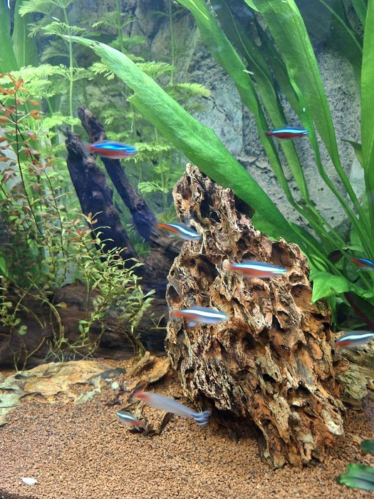 Acvariu Eheim Aquapro 126 l