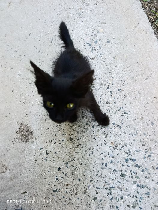 Котенок в добрые руки