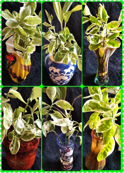 Комнатные цветы,педилантус, сансевьера