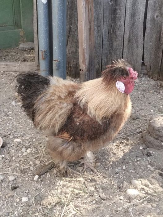 Cocos mătase japonez