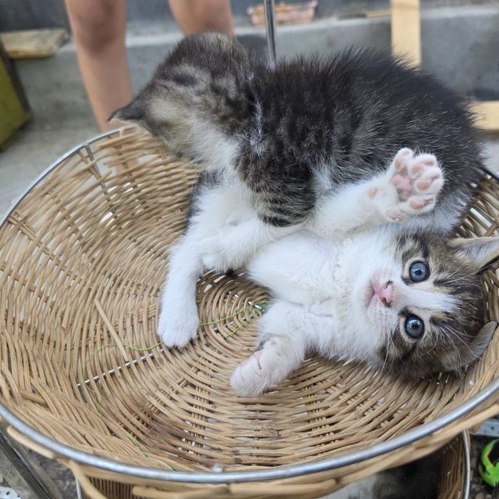 Котята в добрые руки.