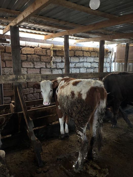 Бұқа, қашар, сиыр сатыладыы