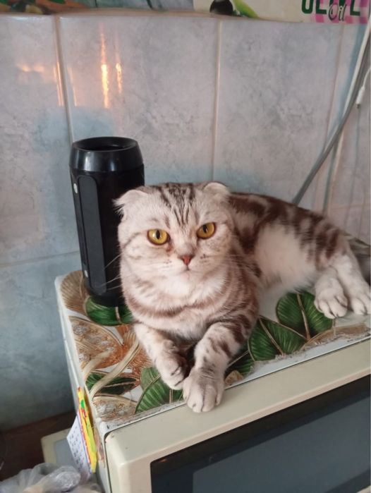 Кошка шотландская вислоухая