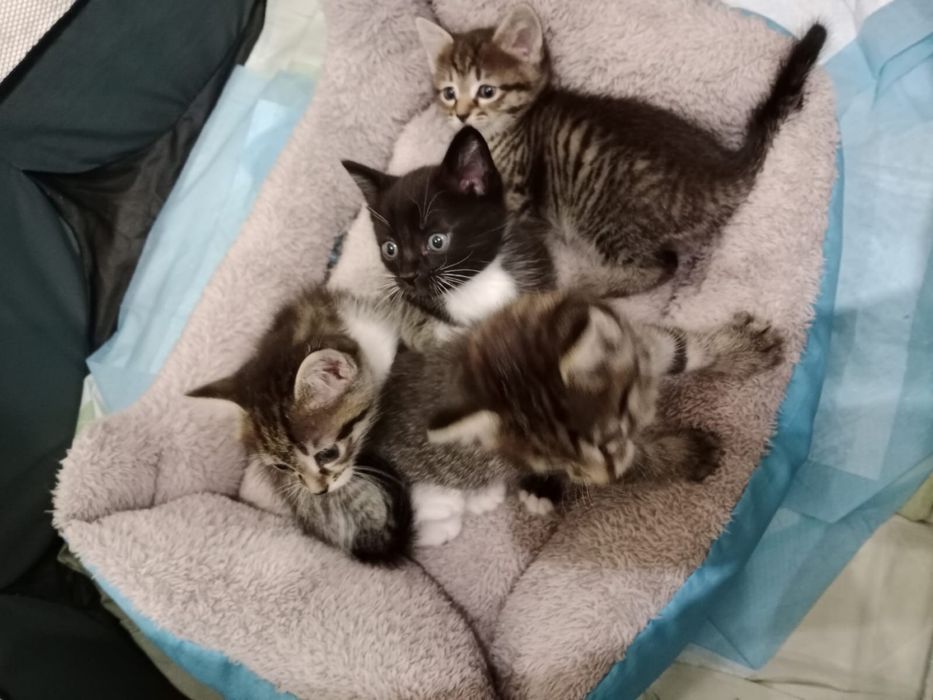 Отдам котят в добрые руки