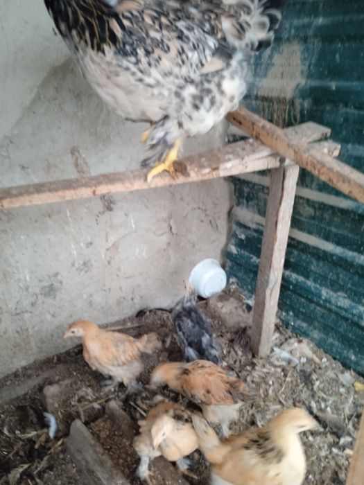 Кара Шахзода ва брама