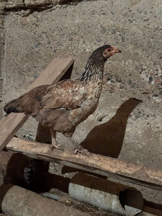 Бойцовый тауыктар сатылады