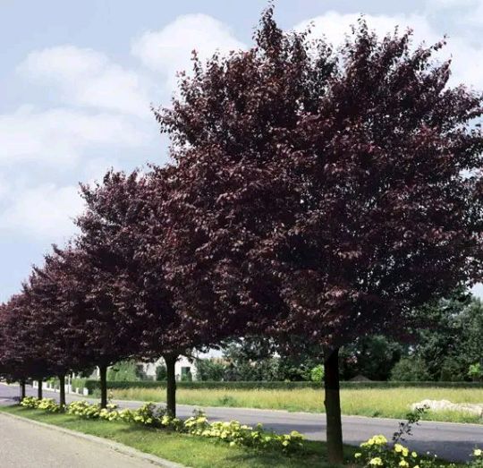 Prunus Nigra (Corcoduș Roșu )