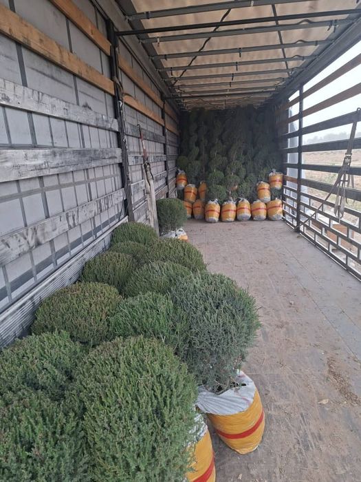 Продам туи, можжевельник , хризантемы в Актобе