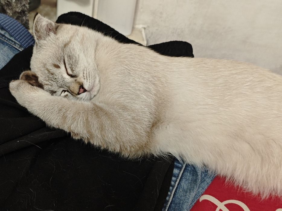 Шотландская вислоухая кошка