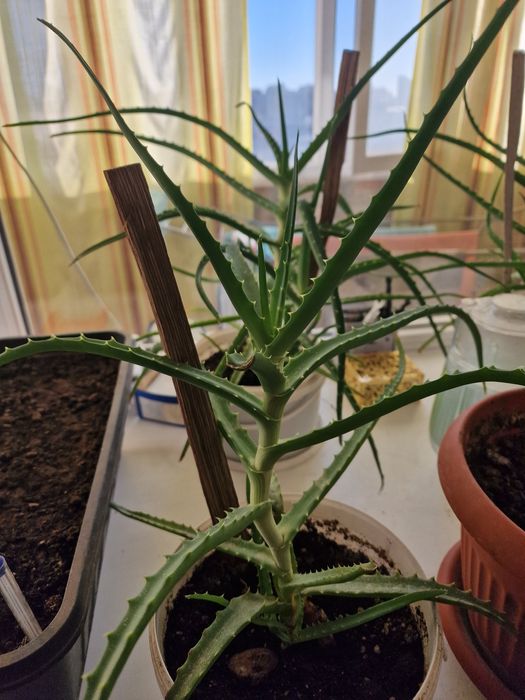 Продам алоэ 4хлетки