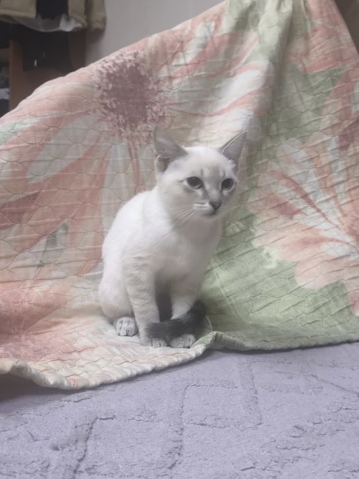 Котёнок бело-серый