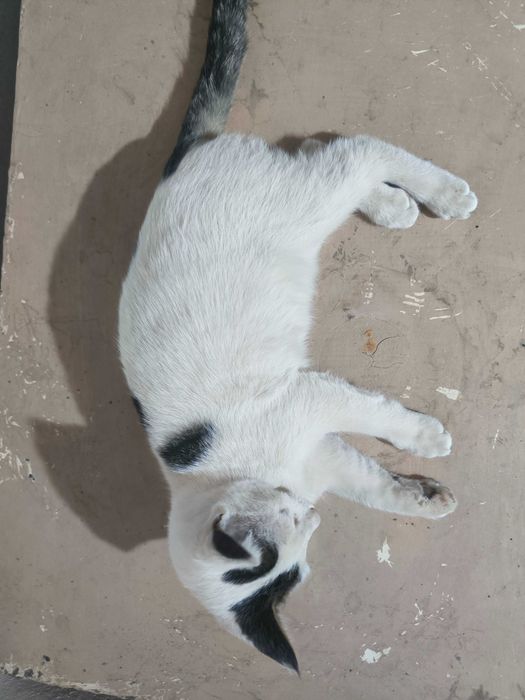 Котятенок девочка четыре месяца