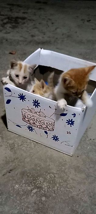 Котята даром в добрые руки
