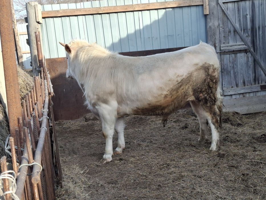 Откорм бұқа сатылады,екі жасар Жымпитыда