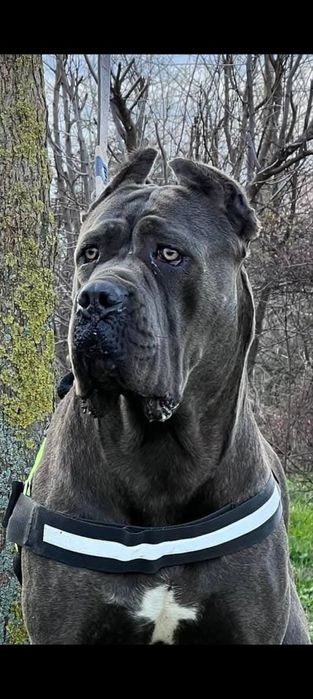 Кане Корсо Женско