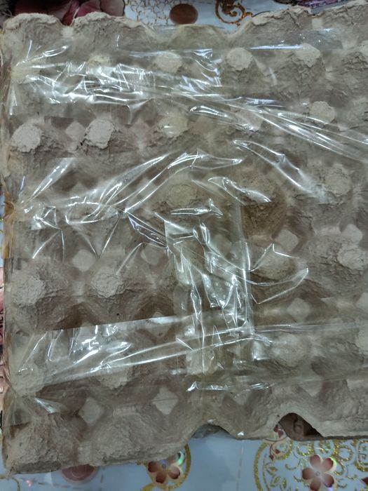 Уй жумырткасы сатылады