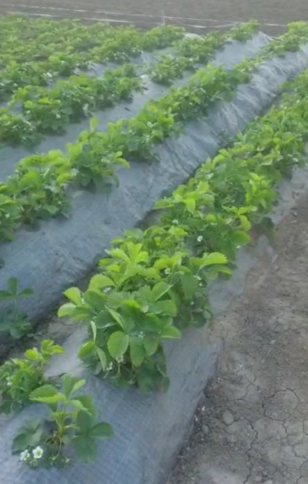 Stoloni/ răsad căpșuni