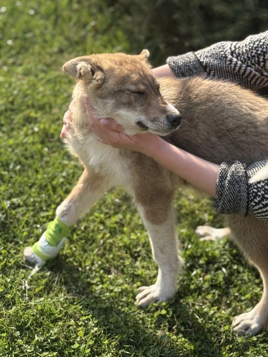 Отдам щеночка в добрые руки