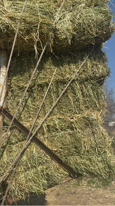 Жонышка доставкамен