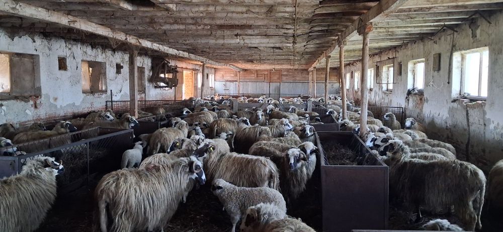 Vand oi cu miei 150buc