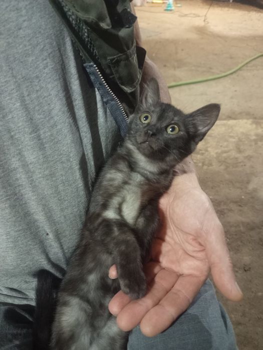 Ищут мам и пап котята