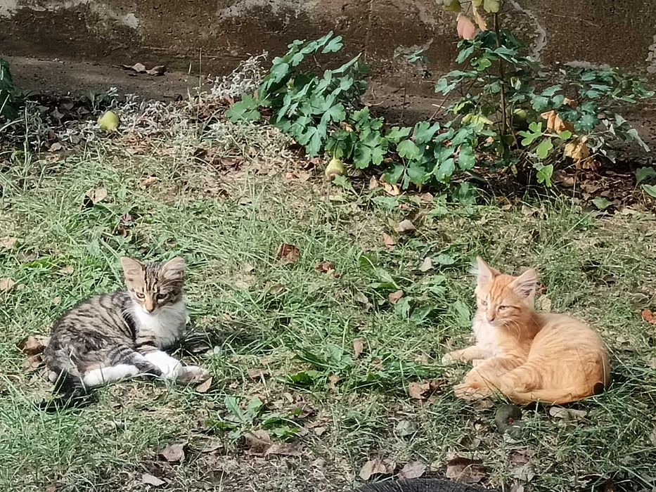 Подарявам котета