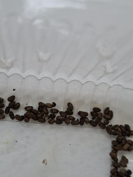 Насекоми анамски  пръчици