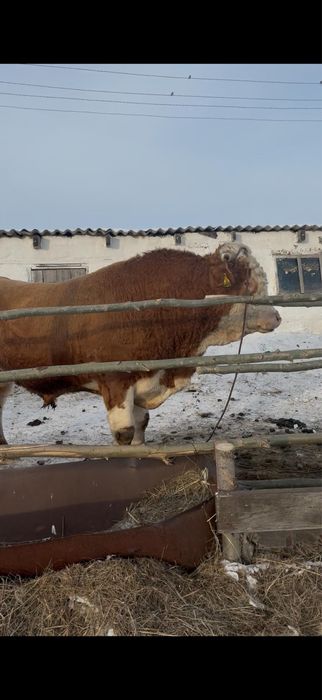 Продам симментал бык производитель