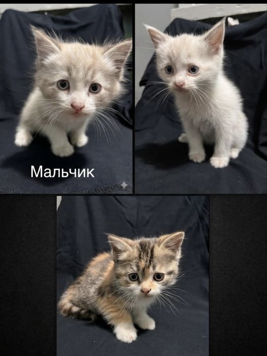 Котята бесплатно