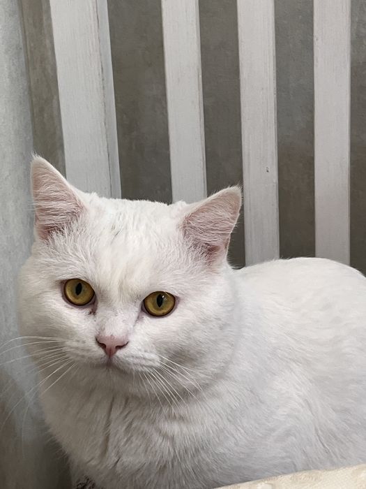 Отдам кота даром