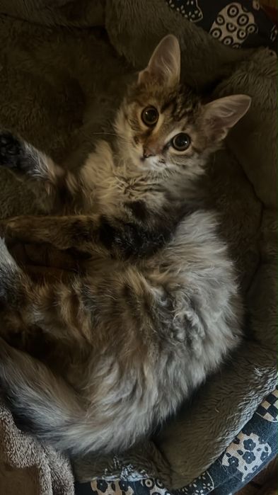 Бесплатно кошечка