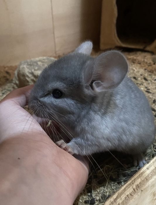 Шиншиллы шиншилла