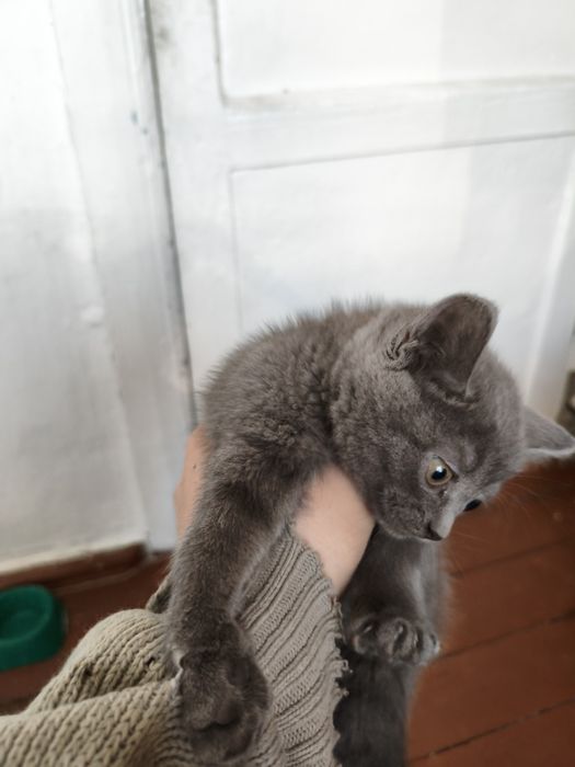 Продам британских котят