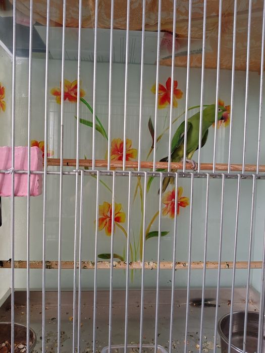 Papagal Micul Alexandru