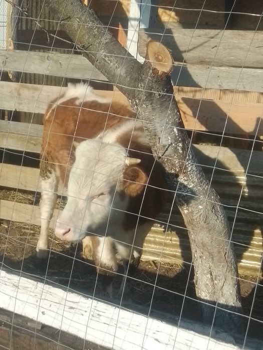 Vițel balțat românesc