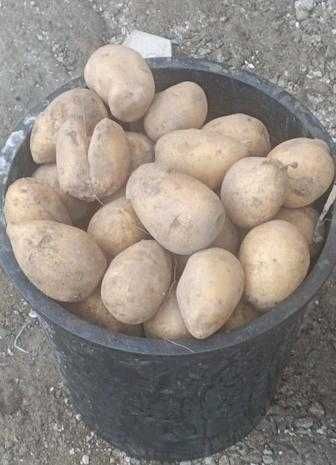 Продам картошку дачную