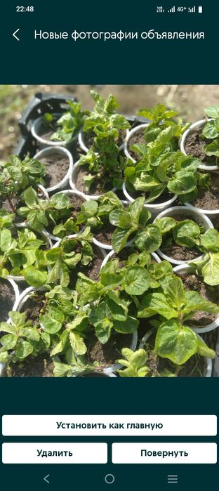 Саженцы тополя, клён, сирень.