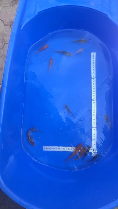Crap koi puiet 6-10cm
