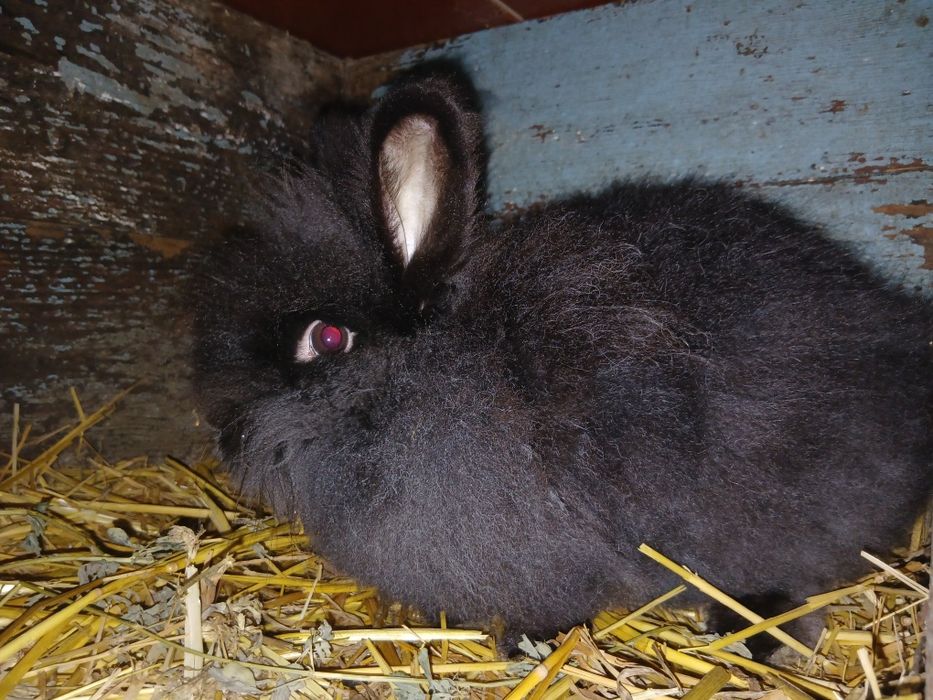 Vând/Schimb iepuri cap de leu