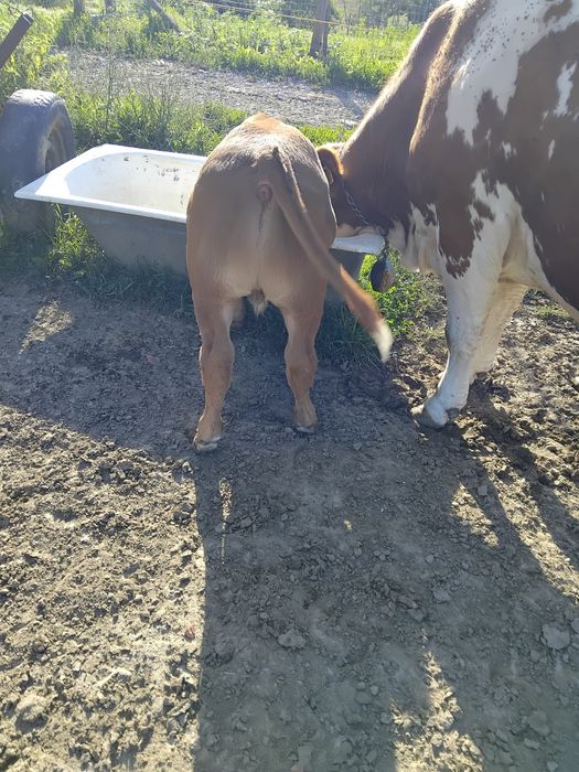 Vând vitel de 1 luna jumate