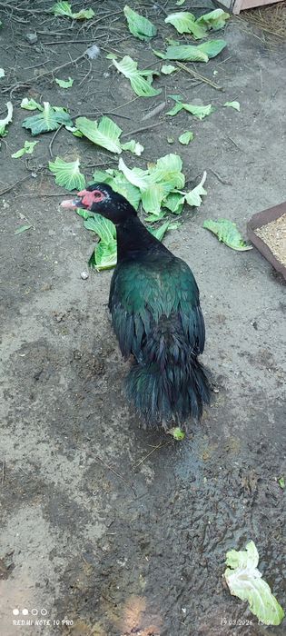 Селезень индоутки