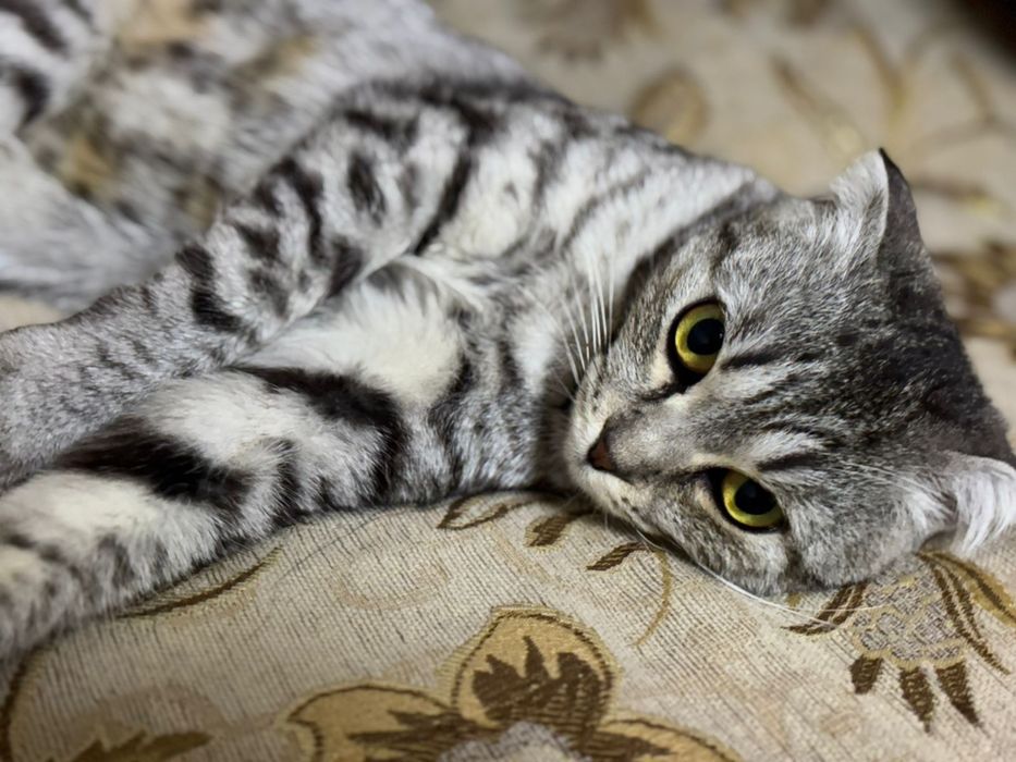 Кошка шотланский девушка