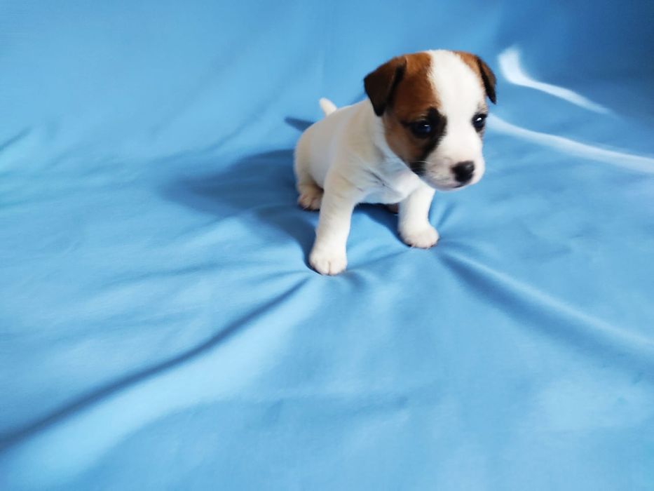 Продам щенков Джек Рассел терьера