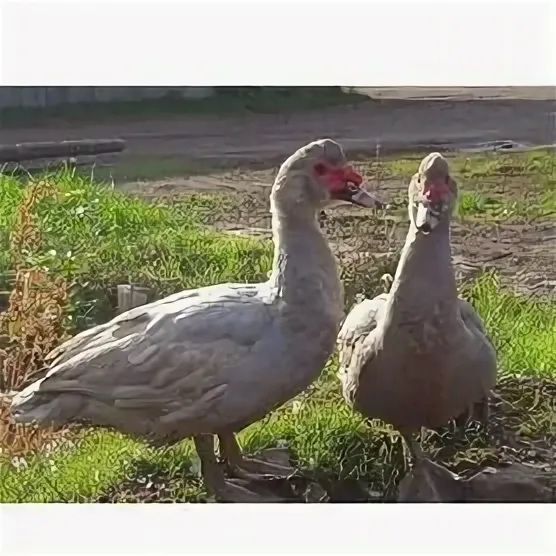 Утята мускусной утки