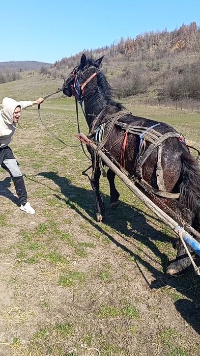 Vând cârlan .....