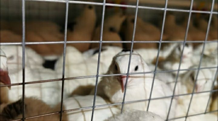 Продам взрослых перепелов мальчиков срочно